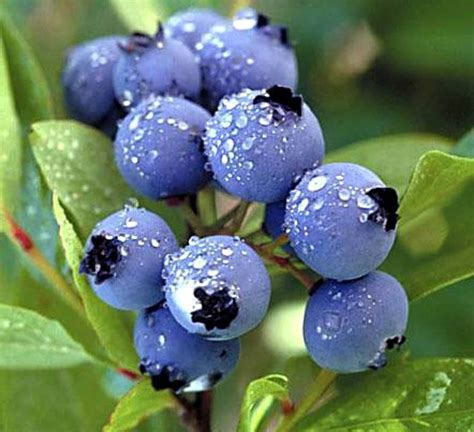 令人垂涎的蓝莓到底有什么营养价值？ 蓝莓的营养价值了解一下|令人|垂涎-知识百科-川北在线
