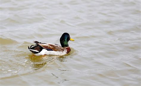 寒冷的河边野鸭子高清图片下载-正版图片307025321-摄图网