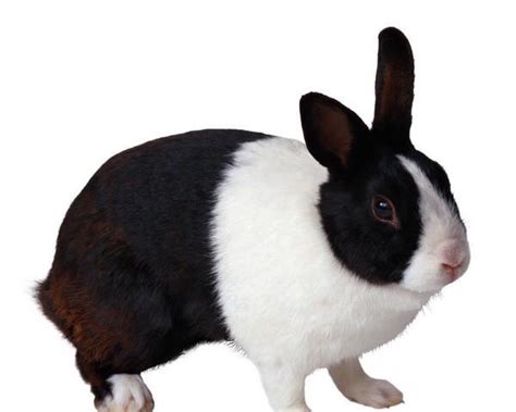 多瓦夫兔如何辨别性别，来瞧瞧-宠物网
