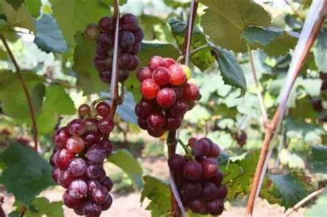 葡萄十大品种-最好吃的葡萄种类排名-排行榜
