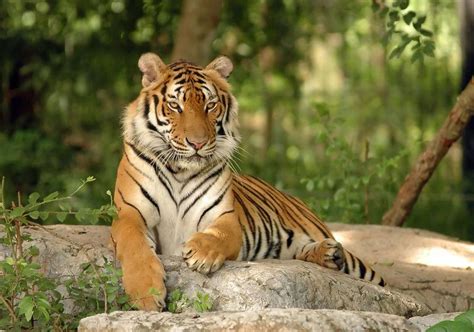 动物园内的老虎图片-在动物园一只可怕的老虎素材-高清图片-摄影照片-寻图免费打包下载