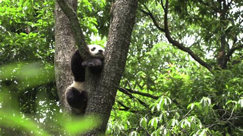 卧龙区熊猫中心，熊猫幼崽正在爬树—高清视频下载、购买_视觉中国视频素材中心