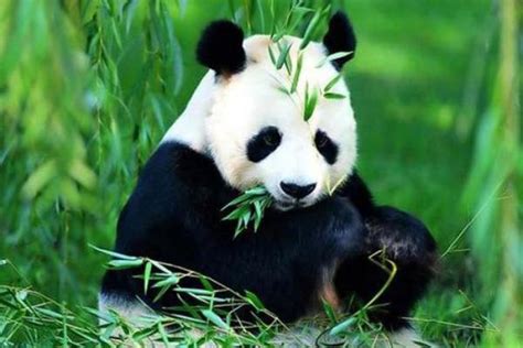 大熊猫耳朵被咬成V形 - 哈尔滨日报2023年04月24日 第06版:国内 数字报电子报电子版