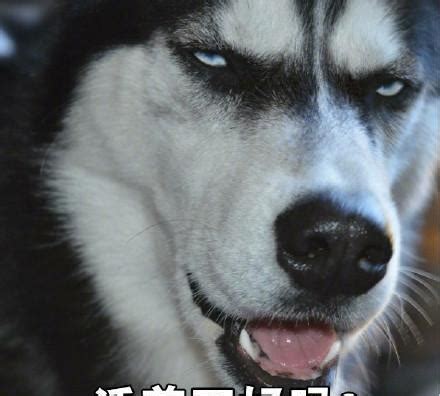 哈士奇沙雕头像图片