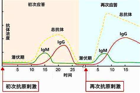 IgM/IgG抗体Elisa定量检测试剂盒 - 亚诺法畅货中心- 驰名中外的抗体与重组蛋白生产商