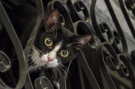 猫好奇可爱宠物搞笑猫的基蒂可爱的寻找图片免费下载_动物素材免费下载_办图网
