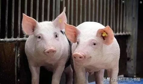 想养好猪，它的生理特点和消化生理，养殖户一定要清楚！