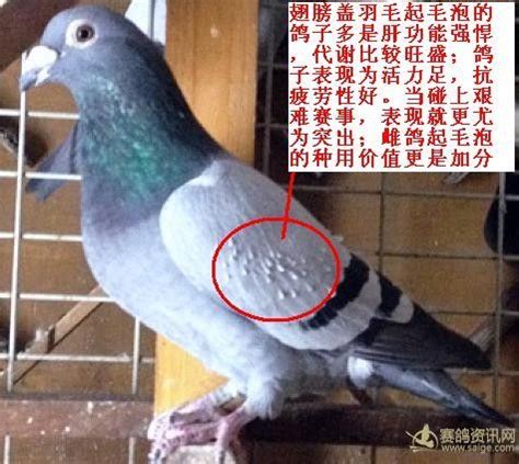 北京鸽友50万拍回的信鸽被偷 海淀公安发布防盗指南