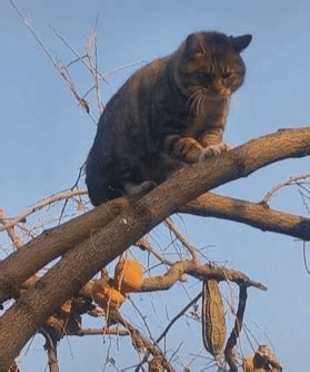 猫咪趴在树上不敢下来，以为它怕高，一看树下笑喷：你咋这么怂呢