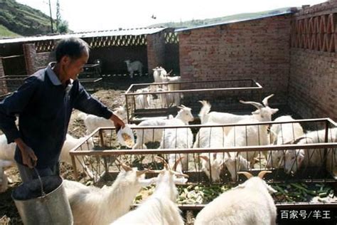 英吉沙县乌恰镇：发展庭院养殖 促进农民增收 -天山网 - 新疆新闻门户