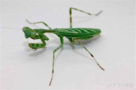 螳螂为什么要吃掉自己的配偶 为什么交配后母的要把公的吃掉？ | 说明书网