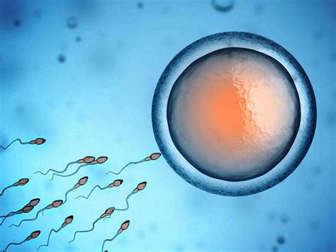 用于人工授精或体外受精的带有针头和精子的卵子人工授精或生育治疗高清图片下载-正版图片504193874-摄图网