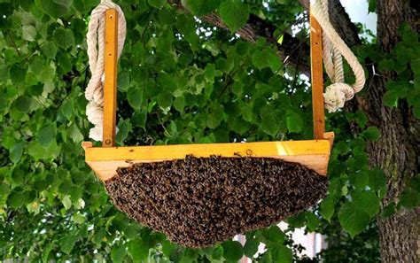 引诱蜜蜂最快的方法 - 养蜂技术 - 酷蜜蜂