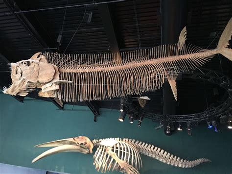 远古化石鱼,化石龙和化石鱼,远古化石_大山谷图库
