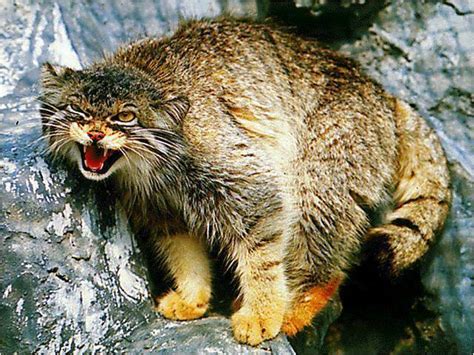 世界上最凶的猫排行榜 帕拉斯猫(排名第一 五百万年没有进化)_小狼观天下