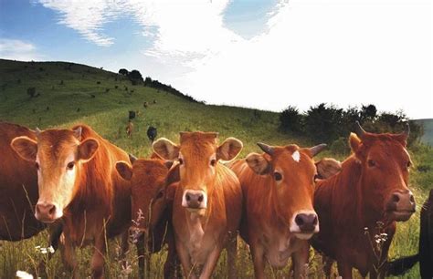 养牛技术 - 农村养殖网养殖技术频道