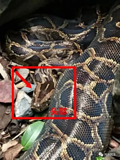 附视频~80斤重大蟒蛇惊现河池天峨县一自然保护区