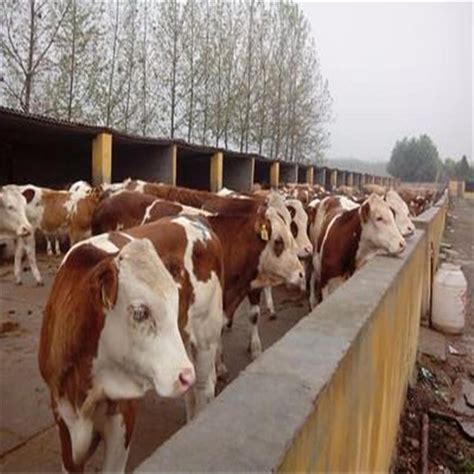 养牛西门塔尔牛牛苗价格 常年供应3-6月龄 黄牛肉牛犊杂交-阿里巴巴
