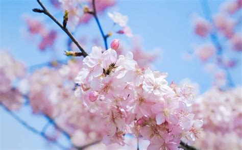 南京樱花什么时候开，南京最佳赏樱时间，南京什么时候赏樱花最合适