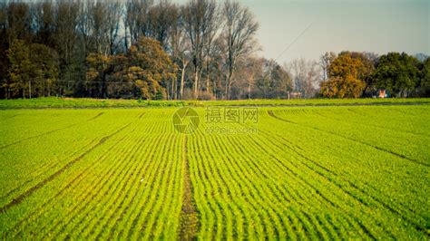绿白农业自然清新稻田里农夫走在小道上农业种植背景图片免费下载 - 图星人