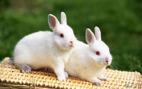 宠物兔品种,种类,名称_大山谷图库