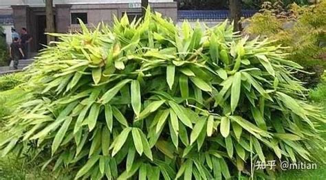 26种 · 竹类植物