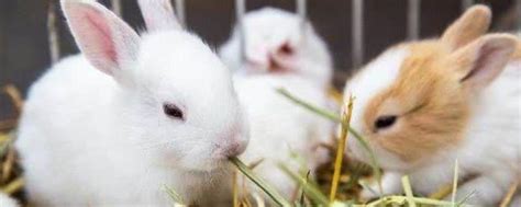 兔子有什么生活习性，对养殖环境的要求是什么 - 农敢网