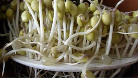 自发黄豆芽的方法 如何让自发黄豆芽发芽 - 天奇生活