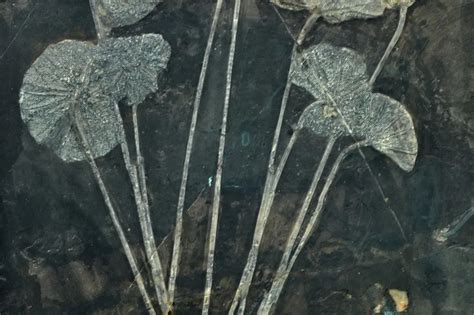 海百合化石图片