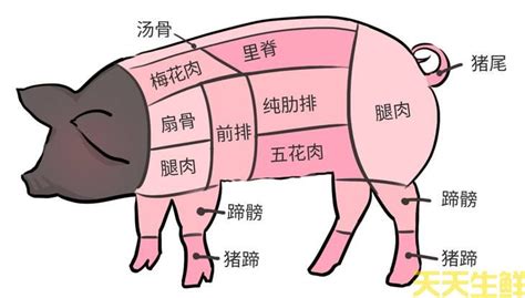 猪肉各部位图解，适宜吃法，热量多少，厨师长普及用肉知识|里脊肉|肥瘦|吃法_新浪新闻