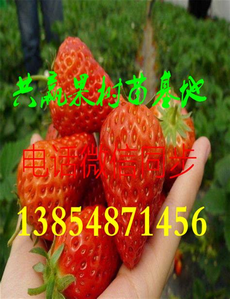 [章姬草莓苗批发]奶油草莓苗 10~20公分 地栽苗价格0.5元/棵 - 惠农网