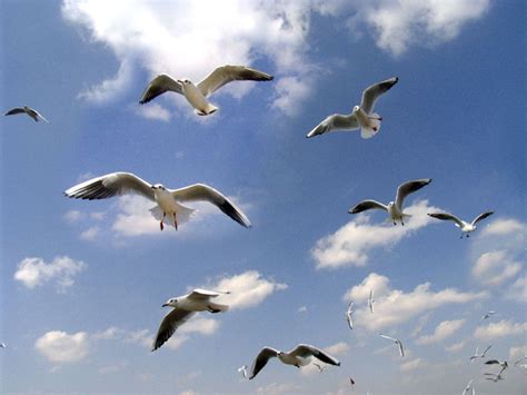 鸟群（海鸥）在空中觅食素材-高清图片-摄影照片-寻图免费打包下载
