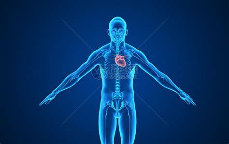 人体心脏解剖图图片免费下载_PNG素材_编号1l0ixllgy_图精灵