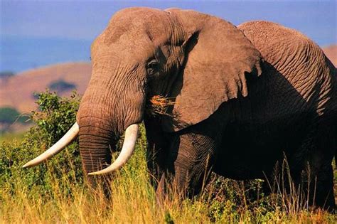大象的特点和外形描述 - 农敢网