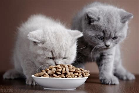 猫咪多大可以喂生肉，猫咪可以喂生肉吃吗-给给网