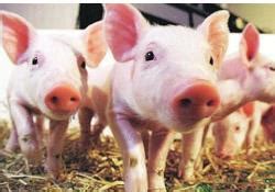 猪病的症状及治疗方法-养猪场猪病防治-猪病防治大全-第2页 - 畜小牧养殖网