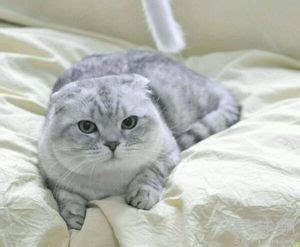 灰白的猫,圆脸,品种(第4页)_大山谷图库