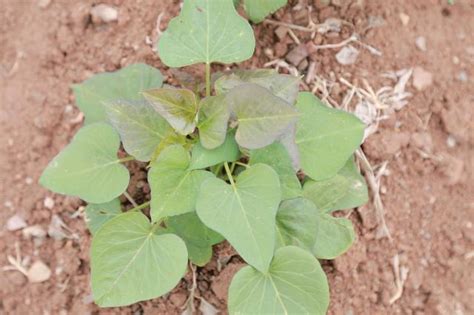 白地瓜的种植方法和时间-农百科