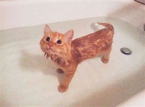 猫多久洗一次澡比较好（给猫洗澡方法与注意事项） - 胖萌舍宠物网