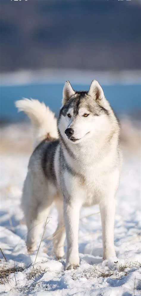 西伯利亚哈士奇犬种高清图片下载-正版图片300632053-摄图网