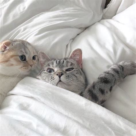 ins背景图猫图片