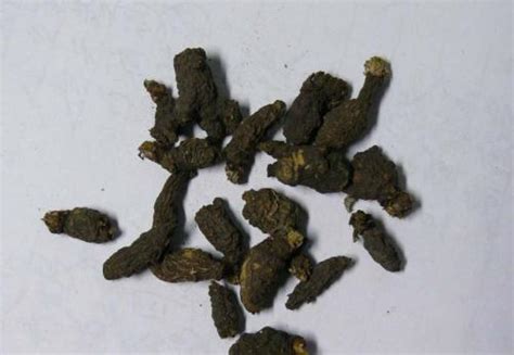 蝙蝠粪便图片