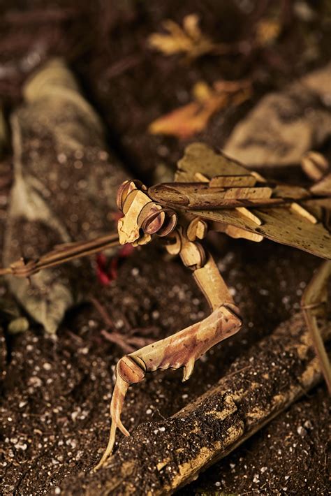 薄翅螳螂 - 专题库 - 国家动物标本资源共享平台