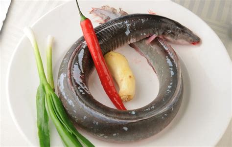 河鳗怎么做最好吃 河鳗的营养价值绝对让你惊喜 - 美食/营养 - 教程之家