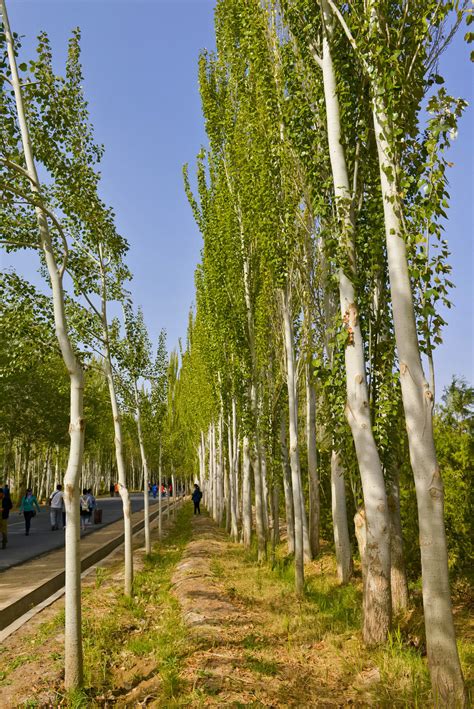 小白杨图片