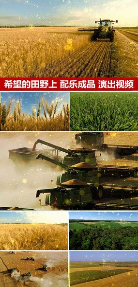 丰收水稻的图片大全,水稻丰收,丰收水稻_大山谷图库