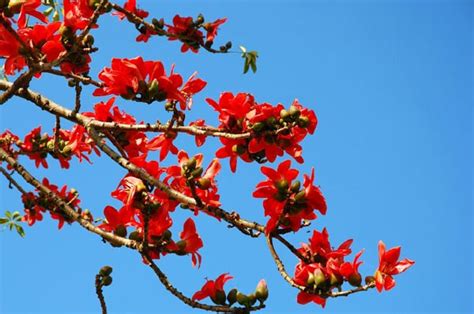 木棉花树图片