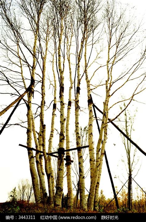 蓝天下的白杨树,森林植被,自然风景,摄影,汇图网www.huitu.com