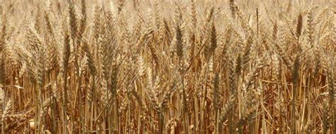 众信麦998小麦品种简介-农百科
