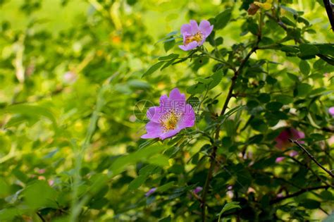 野玫瑰蜜_360百科